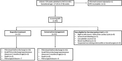 Predictive Model of Early Spontaneous Ductus Arteriosus Closure Based on Neonatologist Performed Echocardiography in Preterm Infants